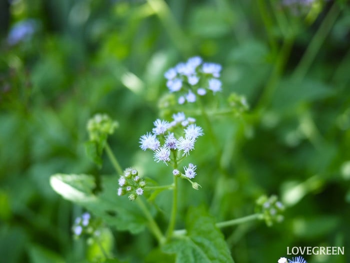 夏のベランダで咲く紫の花｜ユーパトリウム