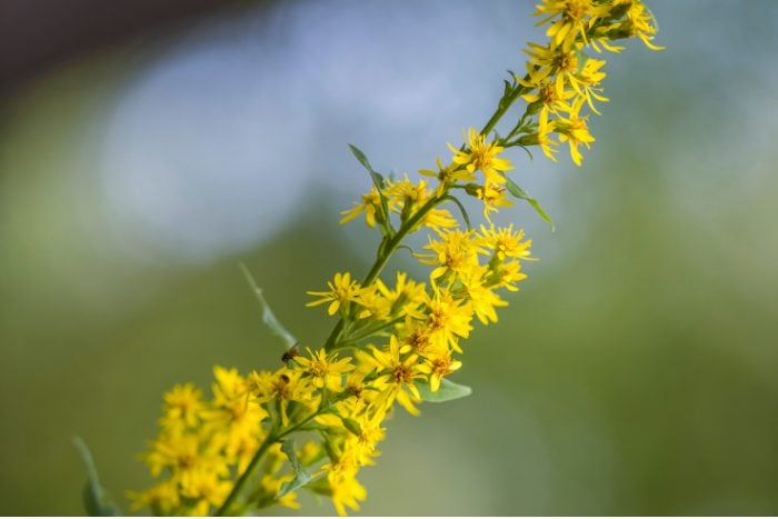 Canva画像 アキノキリンソウ