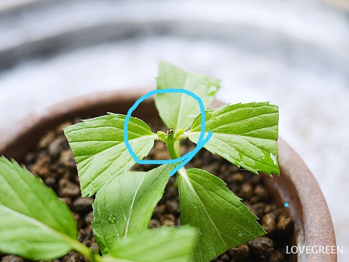 ミントの挿し木の方法