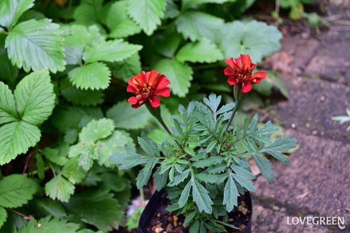 マリーゴールド　植え付け
