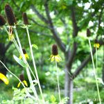 7月の庭で咲く花や花木とやっておきたい初夏の庭仕事