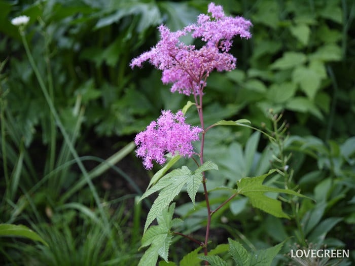 7月の庭で咲く多年草|キョウカノコ