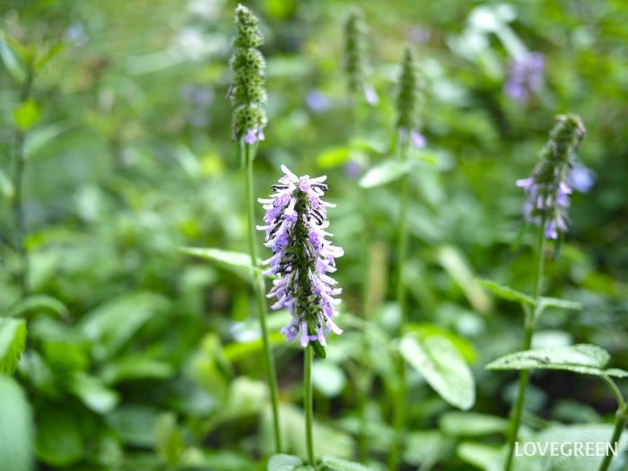 夏のベランダで咲く紫の花｜アガスターシェ