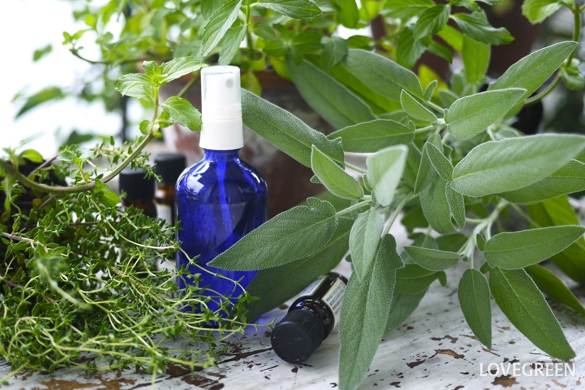 虫除けにおすすめのハーブ一覧|効果的な使い方