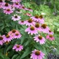 夏のベランダで咲くピンクの花|エキナセア