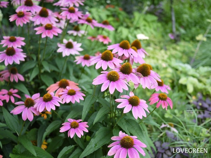 夏のベランダで咲くピンクの花｜エキナセア