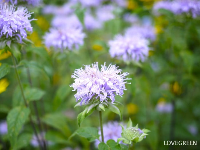 夏のベランダで咲く紫の花｜モナルダ