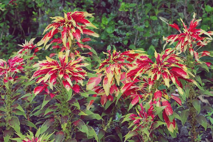 AdobeStock ハゲイトウ