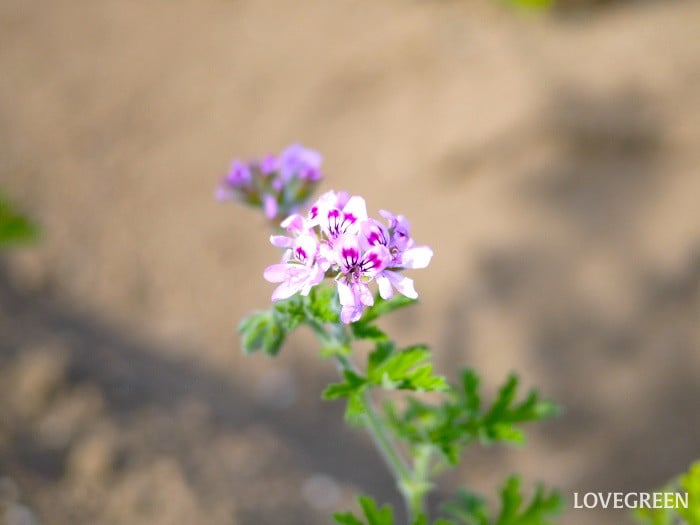 ローズゼラニウム小 センテッドゼラニウム