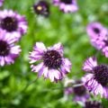 夏のベランダガーデニングにおすすめの花