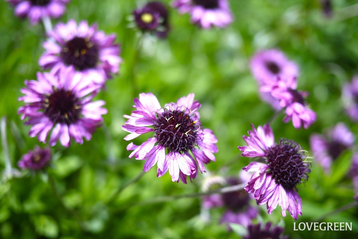 夏のベランダガーデニングにおすすめの花一覧|日差しに強く育てやすい種類