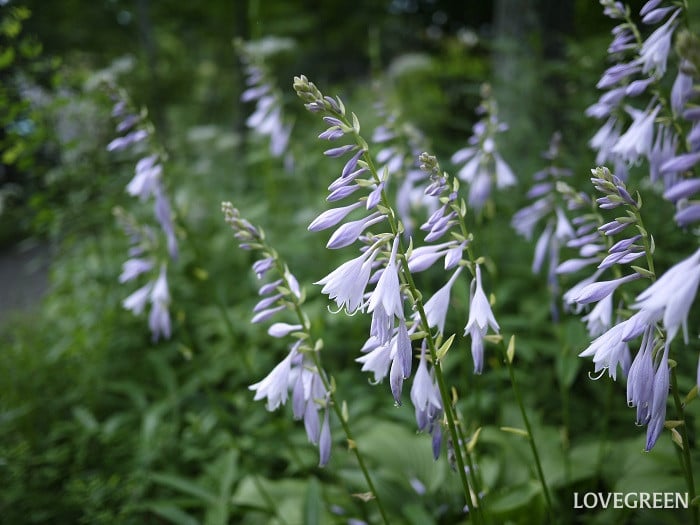 7月の庭で咲く多年草|ギボウシ