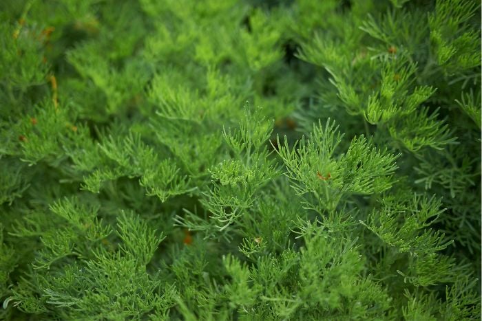 サザンウッド　Artemisia abrotanum