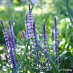 ラベンダーに似た花