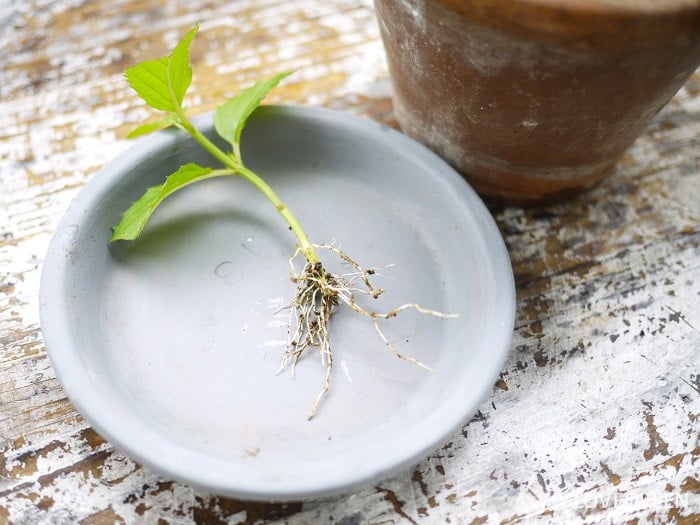ミントの挿し木の方法