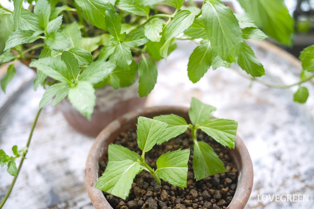 ミントの挿し木|方法、時期、挿し木に向いている土を紹介