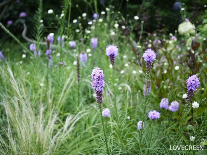 ラベンダーに似た紫の花｜リアトリス