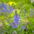 ラベンダーに似た花｜紫、ピンク、青、雑草に分けて、写真付きで名前を紹介
