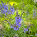 ラベンダーに似た花｜紫、ピンク、青、雑草に分けて、写真付きで名前を紹介