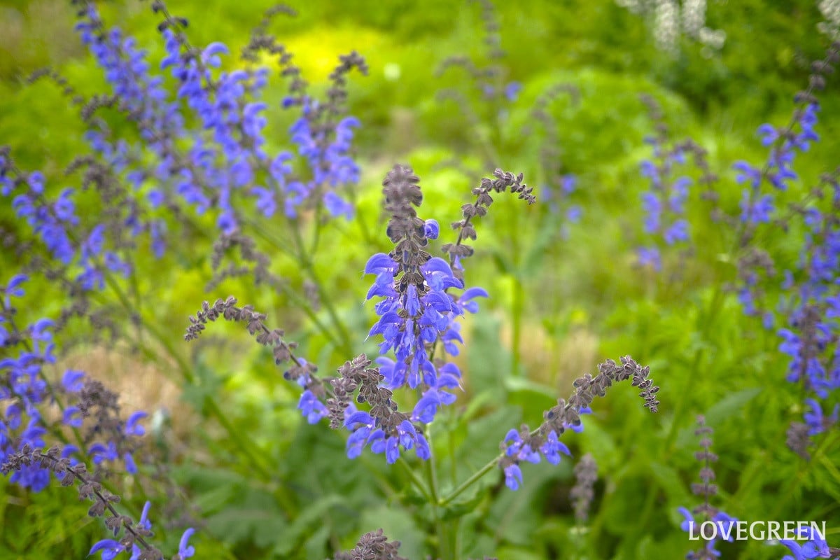 ラベンダーに似た花|紫、ピンク、青、雑草に分けて、写真付きで名前を紹介