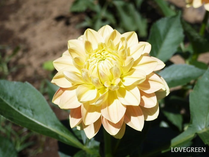 夏のベランダで咲く黄色い花｜ダリア