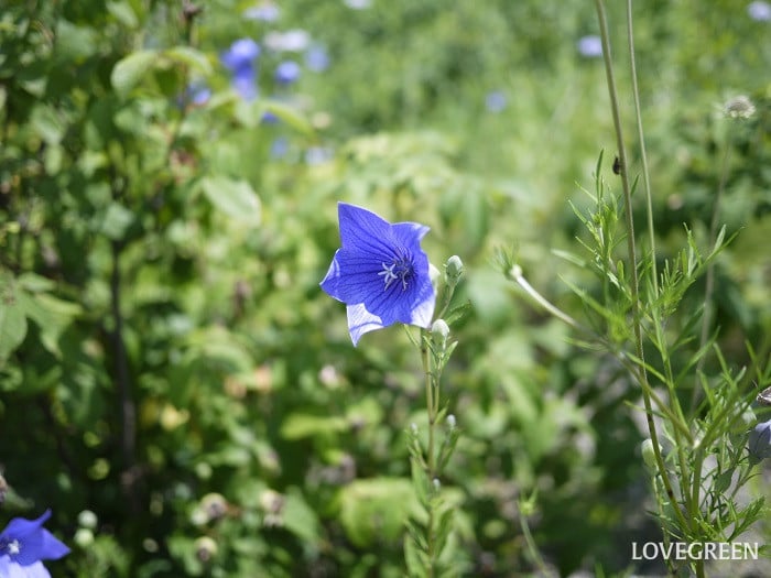 7月の庭で咲く多年草|キキョウ