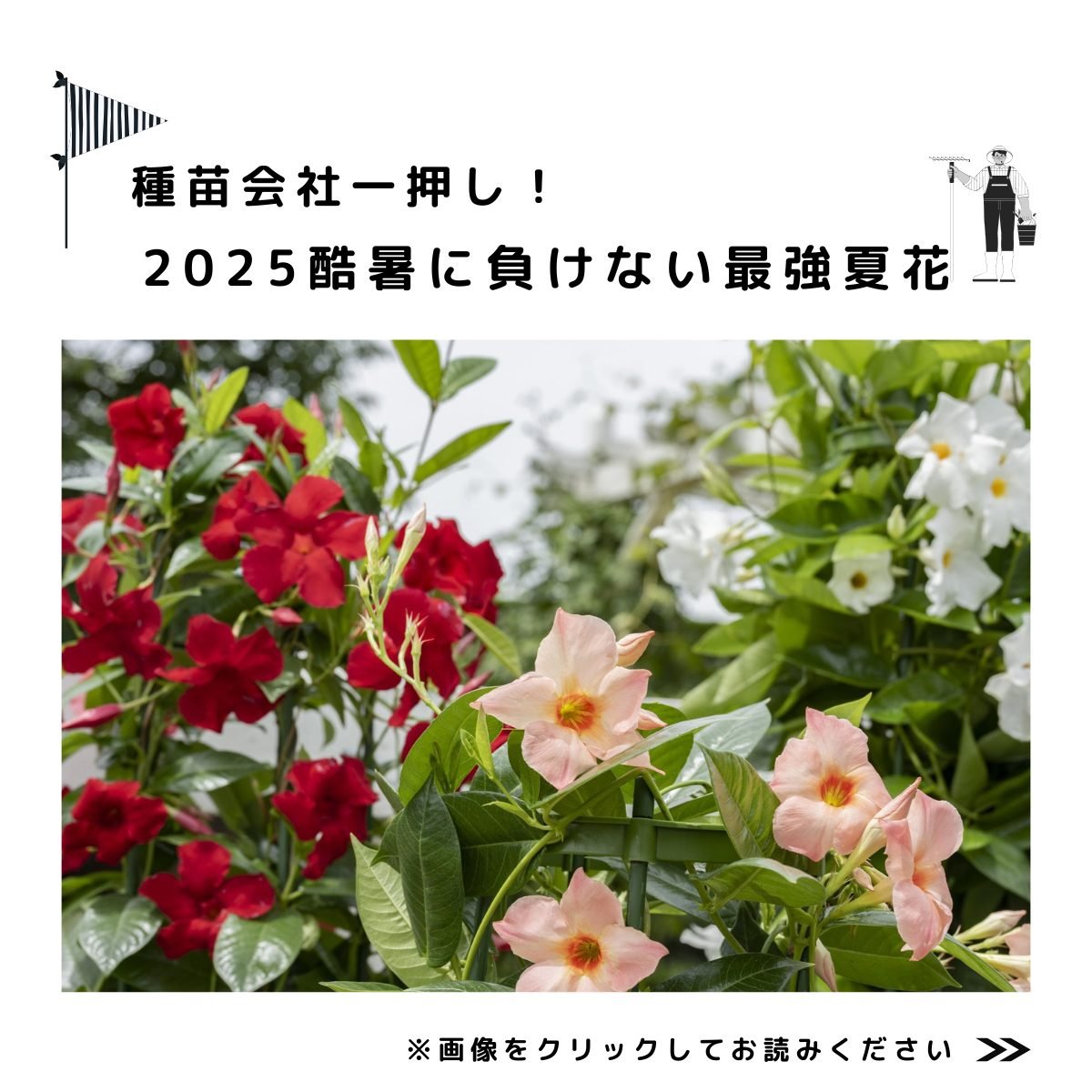 酷暑に負けない最強夏花