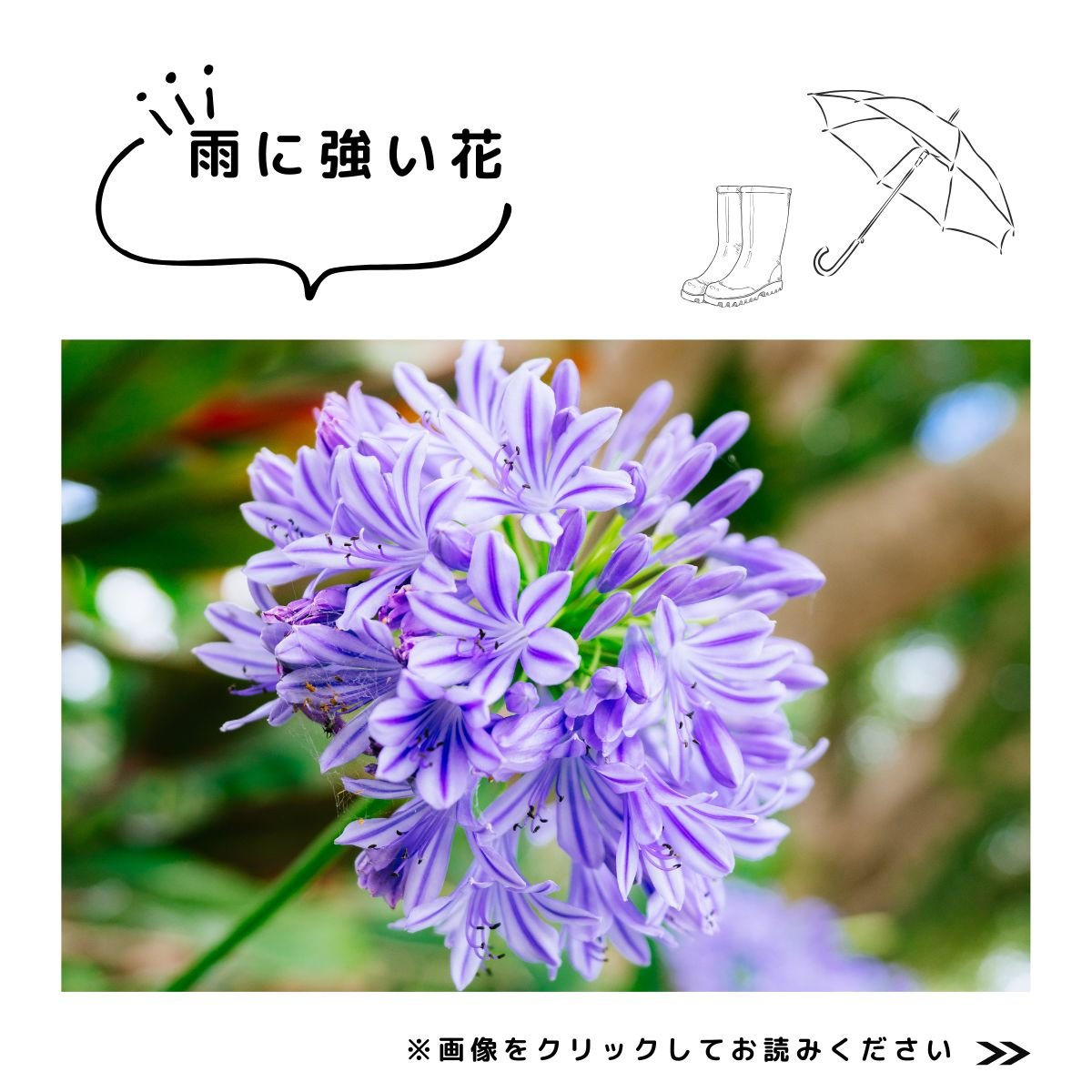 2025特集夏庭　雨に強い花