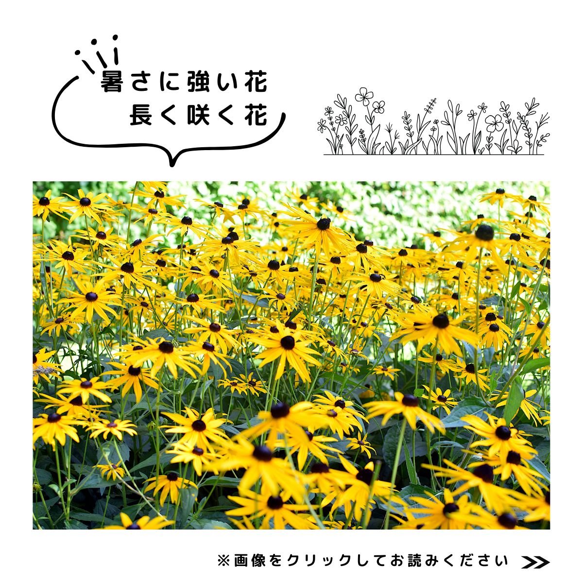 2025特集夏庭　暑さに強い花