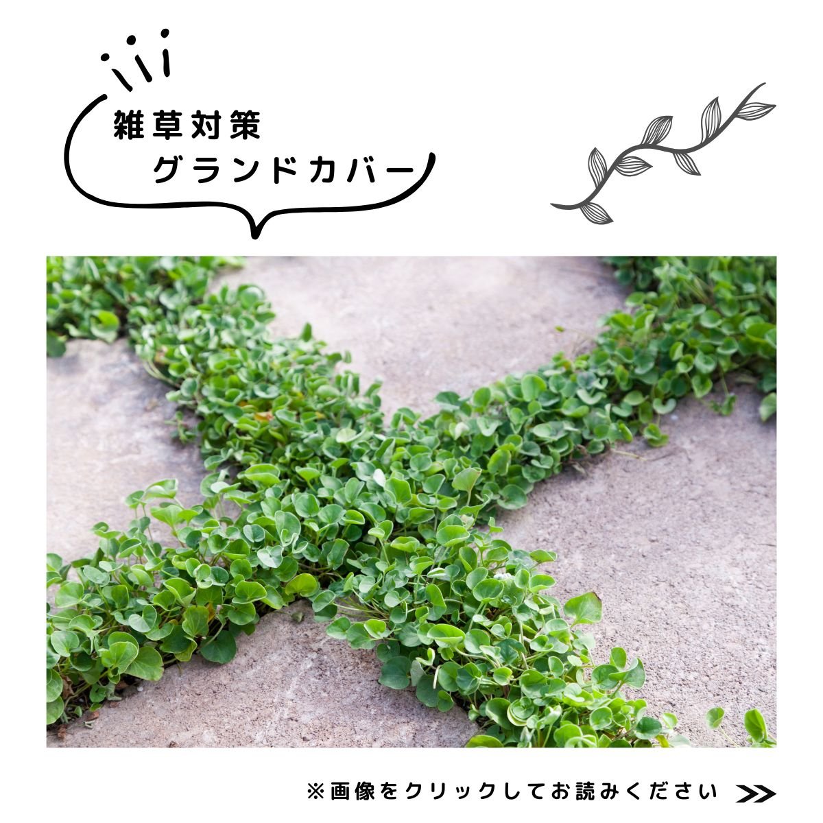 2025特集夏庭　グランドカバー