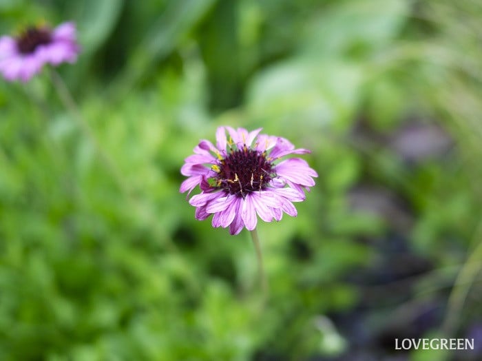 夏のベランダで咲くピンクの花｜ガイラルディア・グレープセンセーション