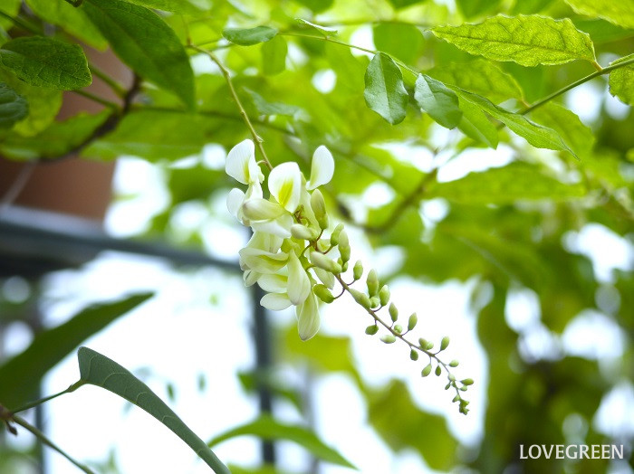 ナツフジ小 ナツフジ