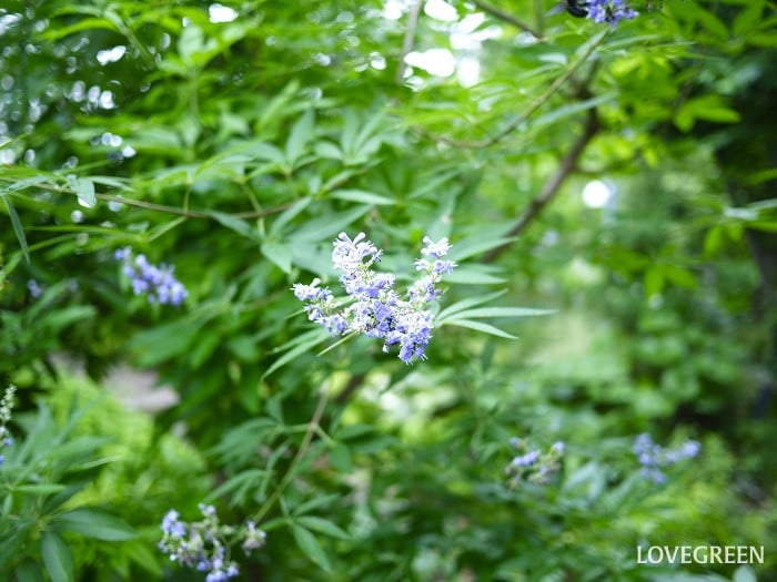 夏のベランダで咲く紫の花｜セイヨウニンジンボク