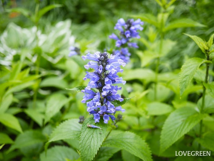 ネペタ・ブルードリームス小 ネペタ・ブルードリームス