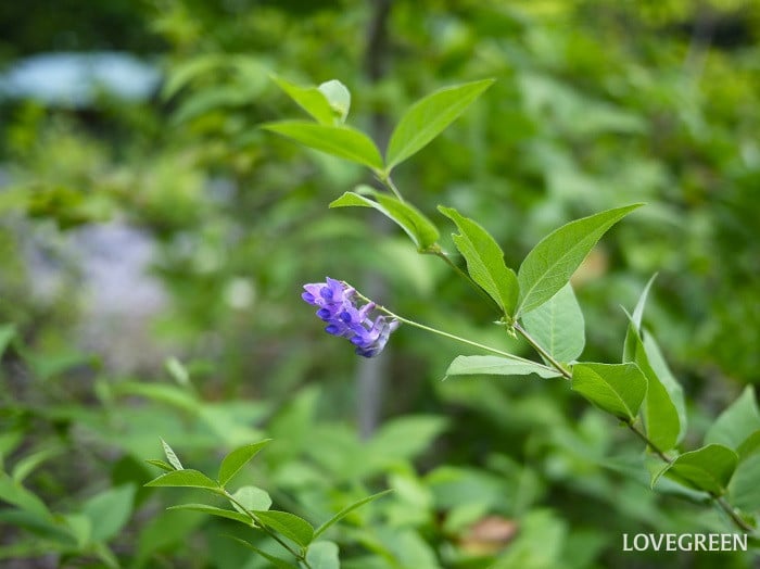 ラベンダーに似た雑草｜ナンテンハギ