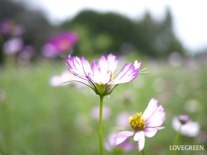 コスモスの花咲く季節