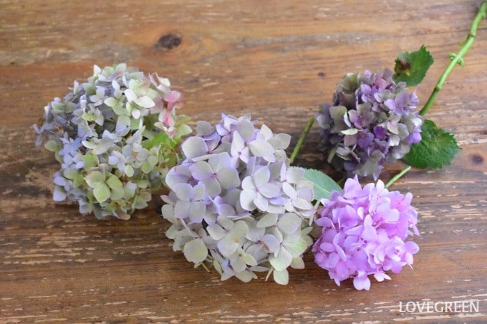 紫陽花　花手水