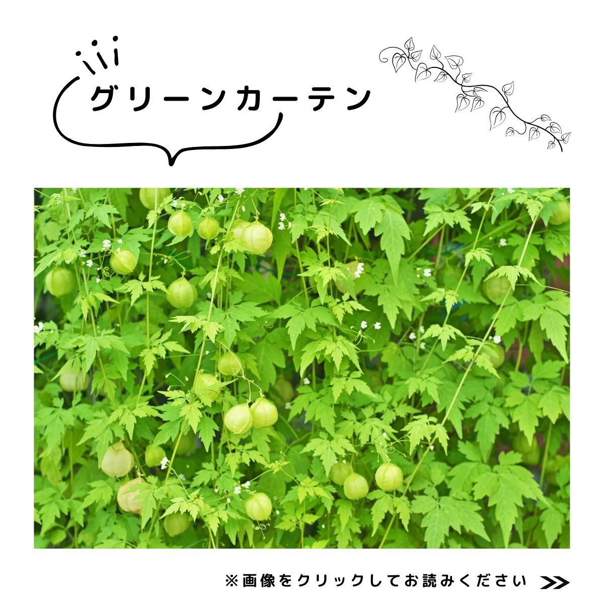 特集　グリーンカーテン