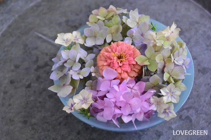 紫陽花　花手水