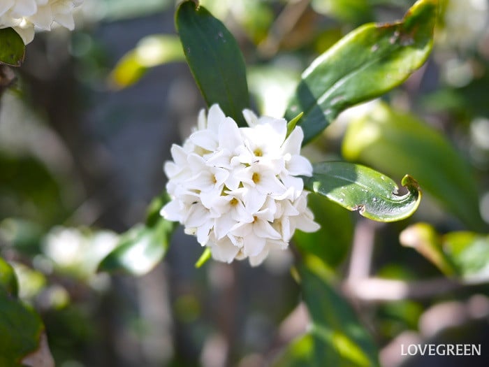 大きくならずに花が楽しめる庭木｜ジンチョウゲ