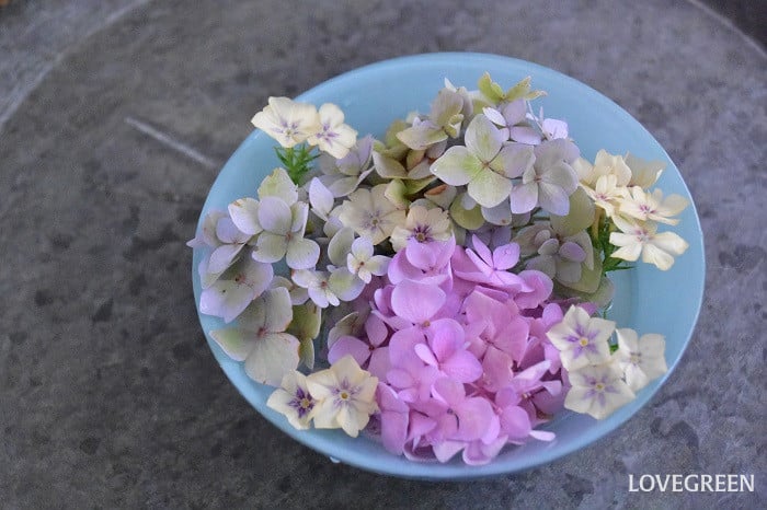 紫陽花　花手水