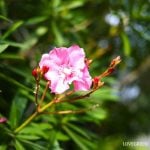 夾竹桃｜毒性や処分方法は