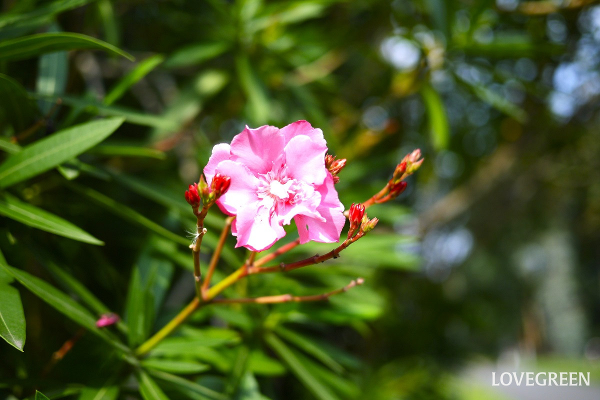 夾竹桃|毒性や処分方法は?見分け方やキョウチクトウ科の植物も紹介