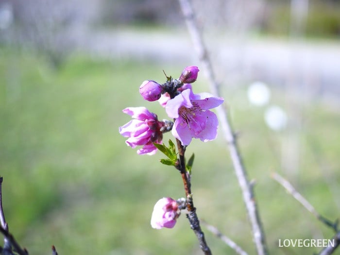 大きくならずに花が楽しめる庭木｜ハナモモ