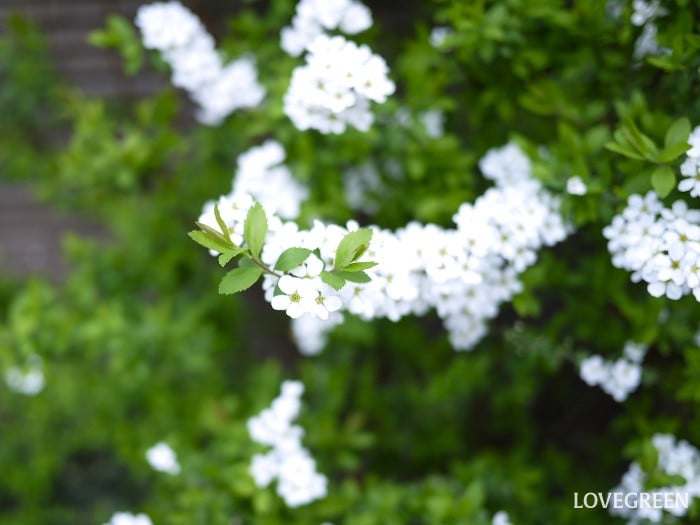 大きくならずに花が楽しめる庭木｜ユキヤナギ
