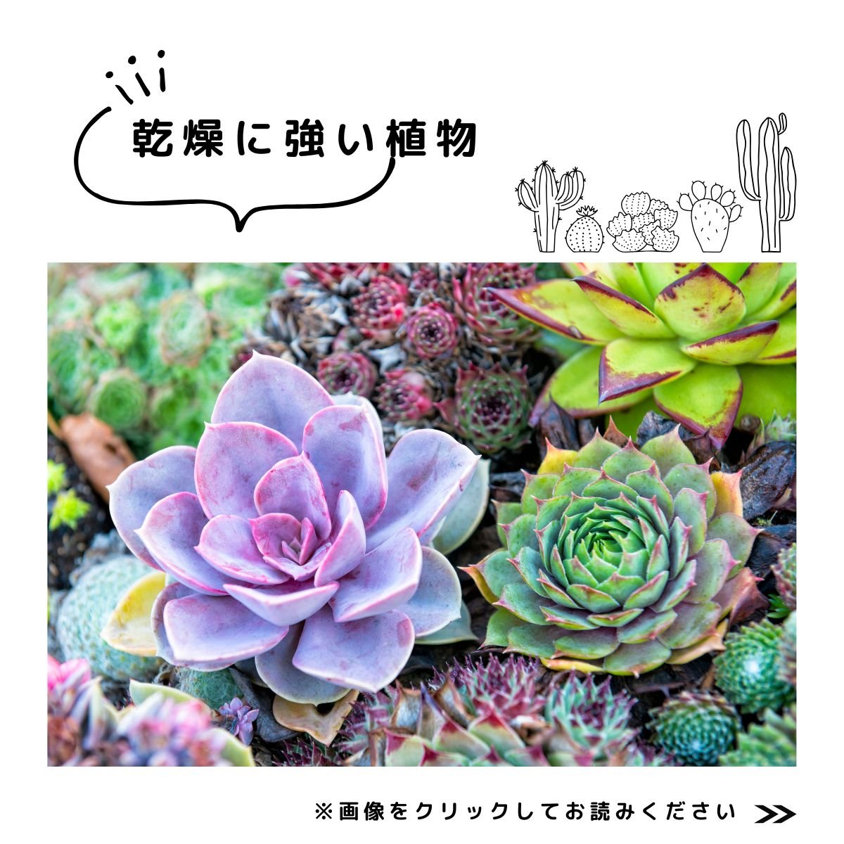 特集　多肉植物