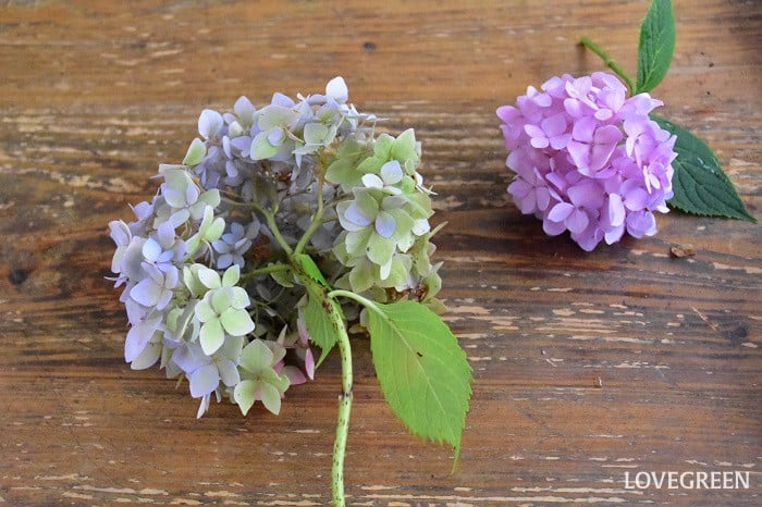 紫陽花　花手水