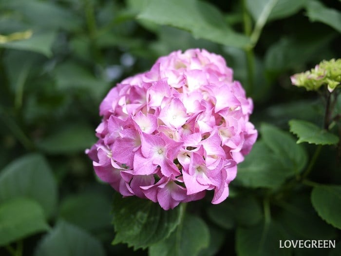 大きくならずに花が楽しめる庭木｜アジサイ
