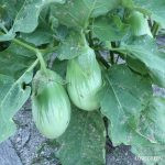 トロナス 緑色のナス 米ナス