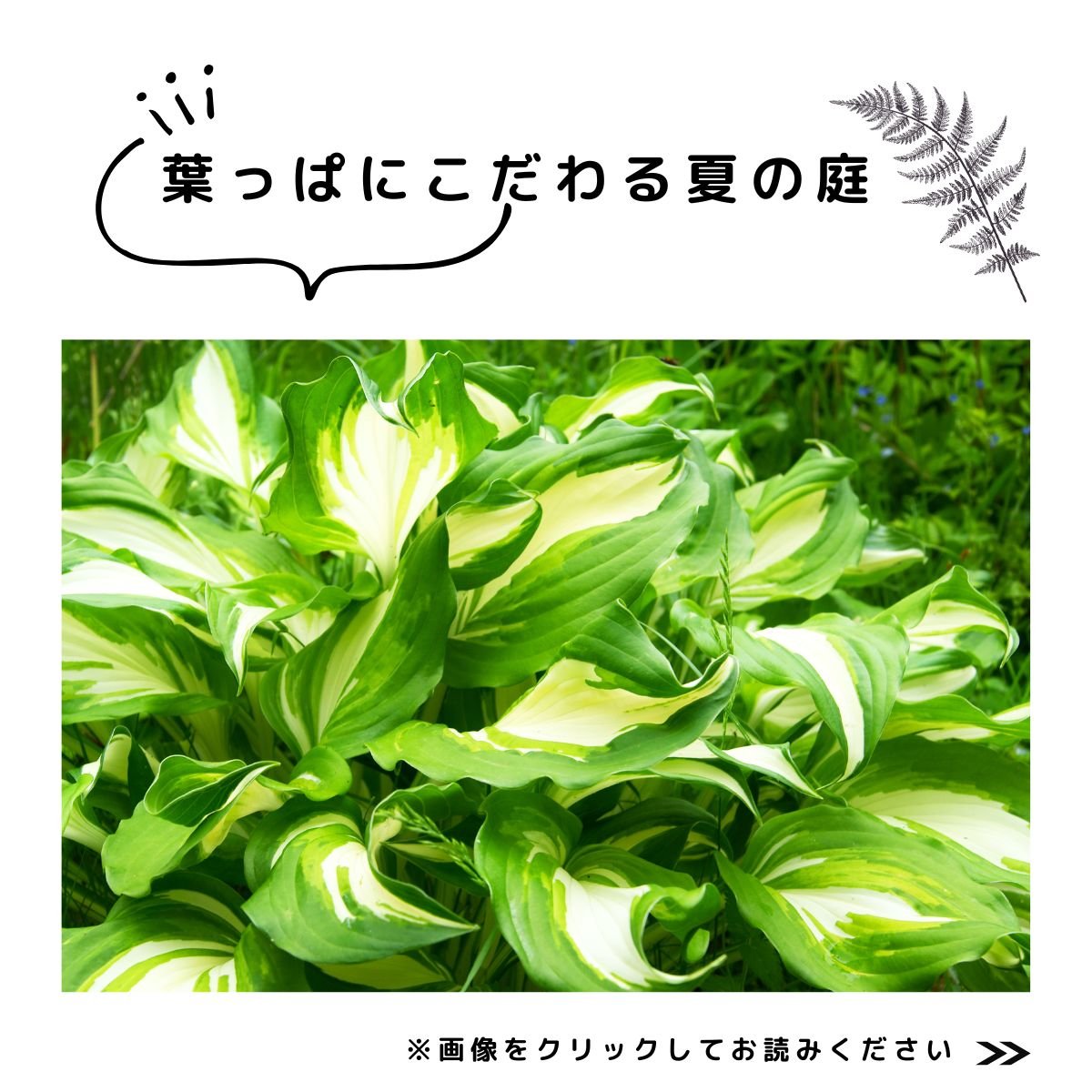 特集　葉